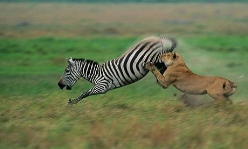 Ngựa vằn đá lật hàm sư tử trong tích tắc