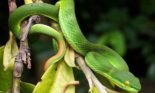 Rắn lục đuôi đỏ - loài rắn chết ngay khi sinh con