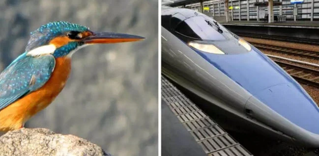 Loạt sáng tạo "độc" không tin nổi từ động vật hoang dã