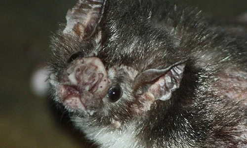 Những động vật vô hại khoác bộ mặt tử thần (1)