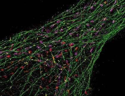 Xem DNA phát sáng trong tế bào người