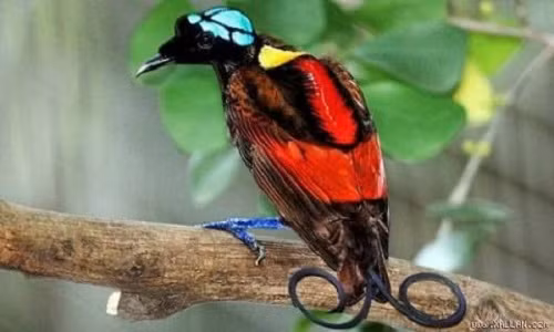 Mê đắm dung nhan loài chim thiên đường đẹp nhất thế giới