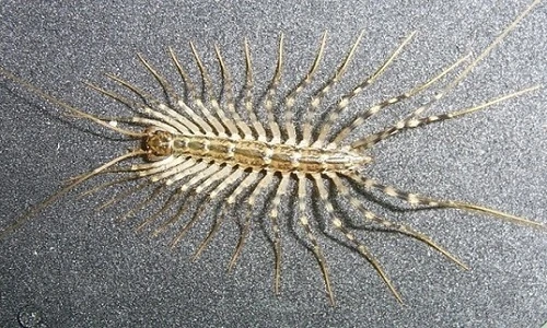 Những côn trùng có “gương mặt” đáng sợ nhất thế giới