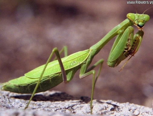 Rợn người với những vụ động vật “tự tử“