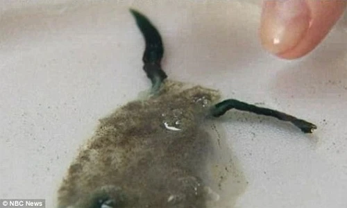 Xem sinh vật biển đáng sợ như ở ngoài hành tinh