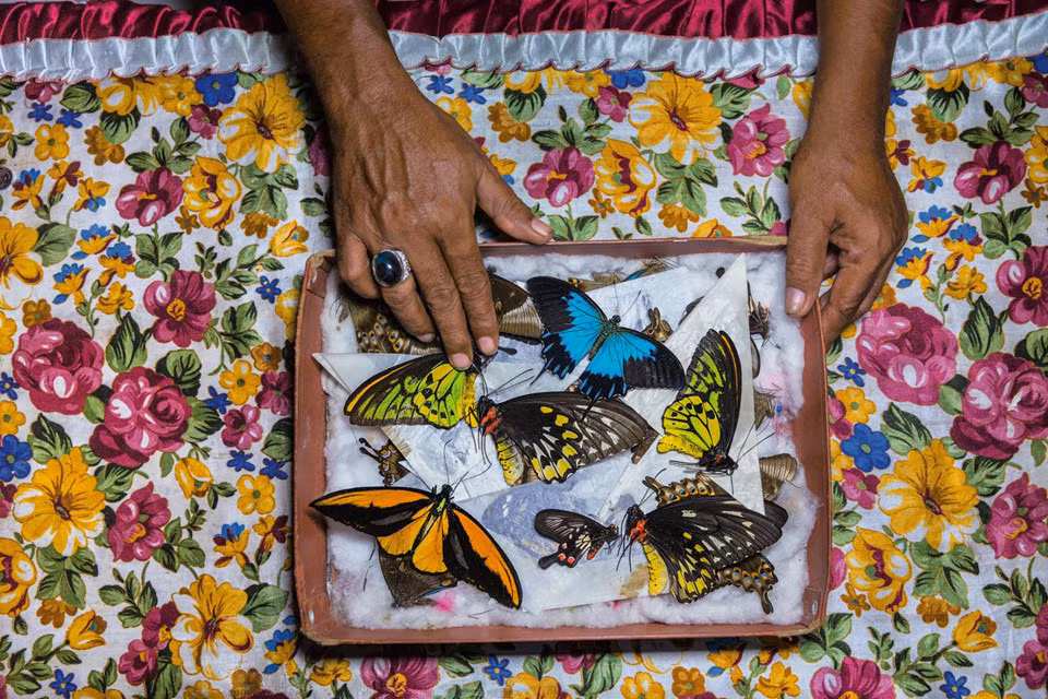Khám phá ít biết về người săn bướm bí ẩn ở Indonesia