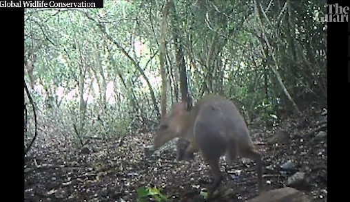 Cheo cheo lưng bạc vừa xuất hiện ở Việt Nam có gì thú vị?