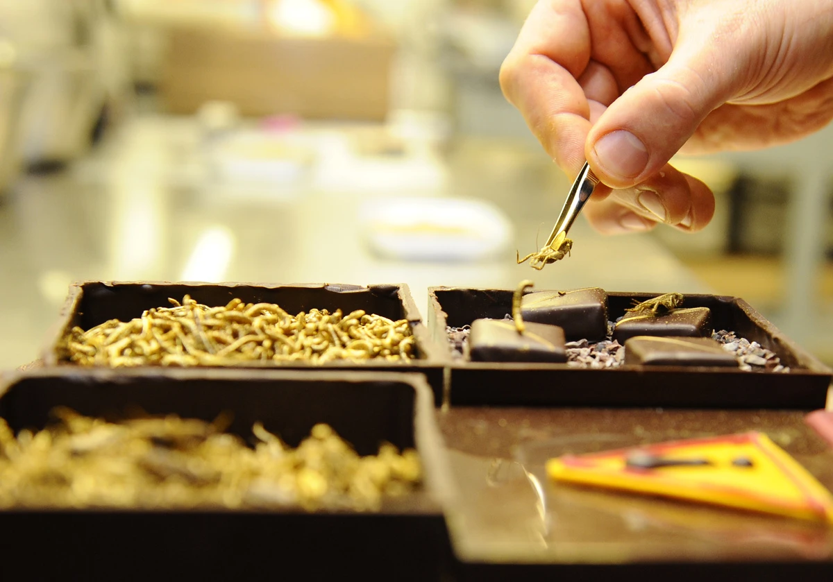 “Phát hoảng” với socola trộn côn trùng 