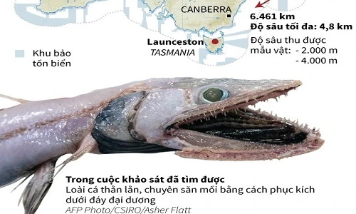 Hàng trăm loài cá quý hiếm được kéo lên từ đáy của biển