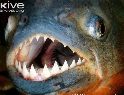 Dân Anh phát sốt khi ác quỷ ăn thịt xuất hiện