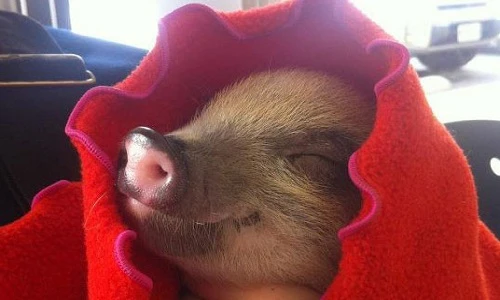 Những bức hình đáng yêu nhất về tiểu trư