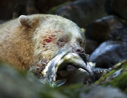 Chiêu săn mồi đẫm máu của gấu trắng Kermode