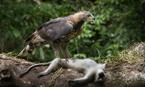 Đại bàng hung dữ tóm gọn và xẻ thịt khỉ con