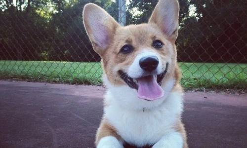 Top thú cưng đáng yêu nhất tuần