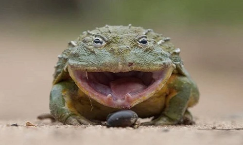 Những loài thích nghi cuộc sống sa mạc đáng kinh ngạc (1)