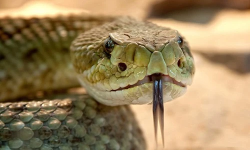 Vạch trần những câu chuyện hoang đường nói về loài rắn