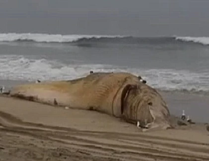 Xác cá voi khổng lồ trên bờ biển California