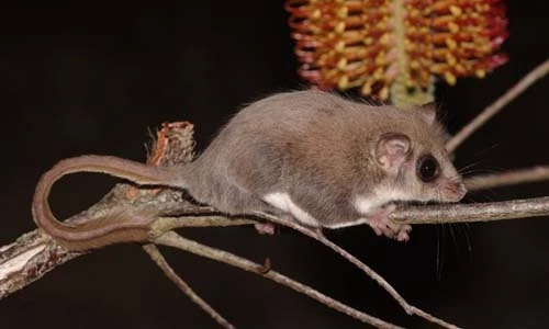 11 loài động vật không phải chim nhưng bay cực đỉnh