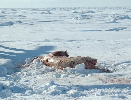 Ảnh gấu Bắc cực bị xẻ thịt, lột da gây sốc