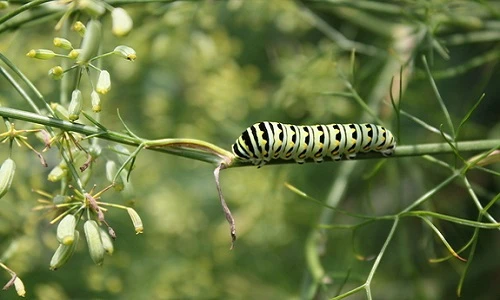 Những côn trùng có hình thù “vô lý” nhất hành tinh