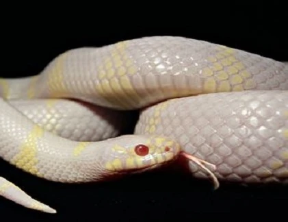 Tận mục quái trăn đang xâm lấn đảo Tây Ban Nha