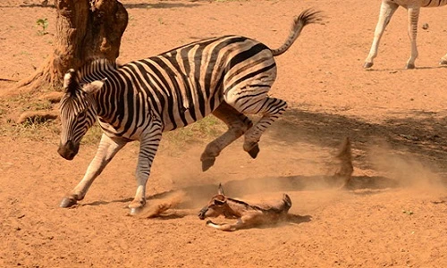 Thót tim cảnh ngựa vằn giẫm đạp linh dương con