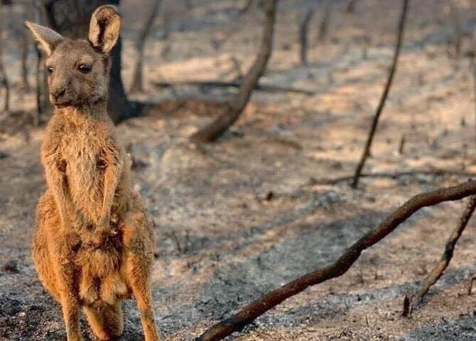 Sự thật bất ngờ về kangaroo, "nạn nhân" đáng thương vụ cháy rừng ở Úc