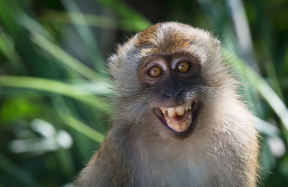 Giải bí ẩn động vật "sao y bản chính" người đến hơn 90%