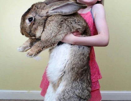 Thỏ thành tinh với khả năng ăn... quái vật