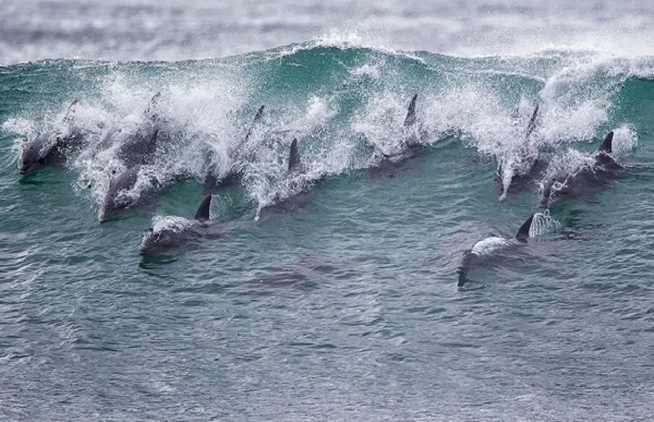 Cá heo lướt sóng - cảnh đẹp đến choáng ngợp