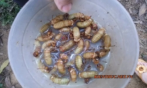 "Soi" nhộng ve sầu khiến 5 người nhập viện ở Bình Phước