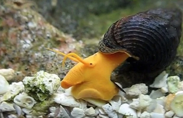 Ngắm các loài ốc độc đáo nhất thế giới tự nhiên
