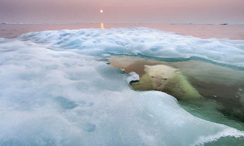 Ảnh động vật đẹp tuyệt mỹ trong tự nhiên