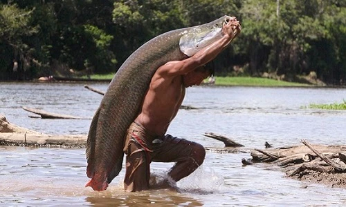 Cá “khổng lồ” ở sông Amazon sắp tuyệt chủng