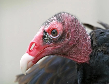 Những loài siêu dị tại Thung lũng Chết 