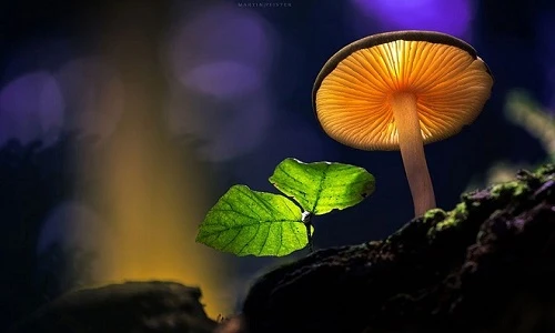 Ảnh tuyệt đẹp về nấm ít người biết đến