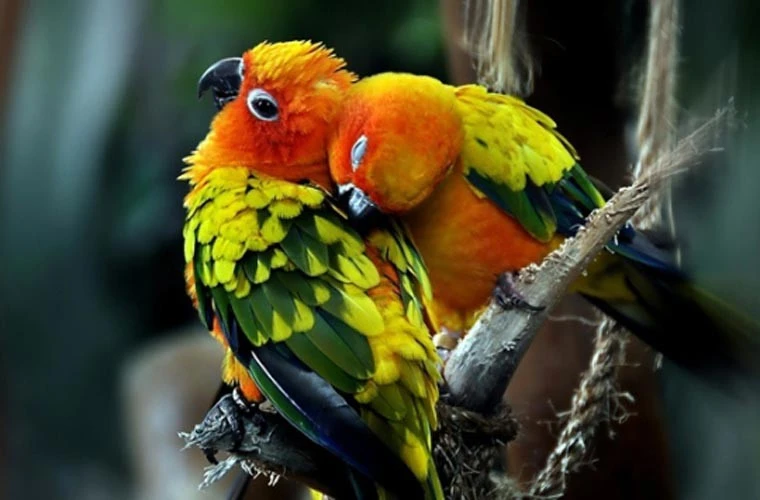 "Sốc" quan hệ họ hàng không ngờ của động vật