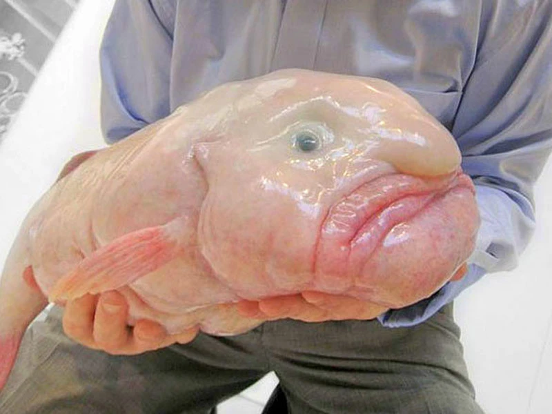 Ghê rợn 10 loài cá “quái dị” nhất khắp các đại dương