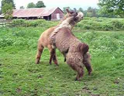 Loài động vật hiểm độc thích cắn nát “của quý” đồng loại