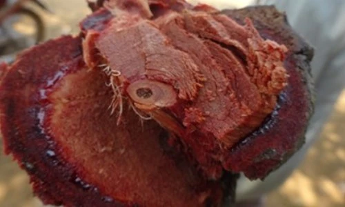 Cận cảnh thần dược máu người... dân Việt lùng mua