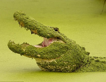 Ẩn họa khi cá sấu núp mình dưới lớp tảo xanh