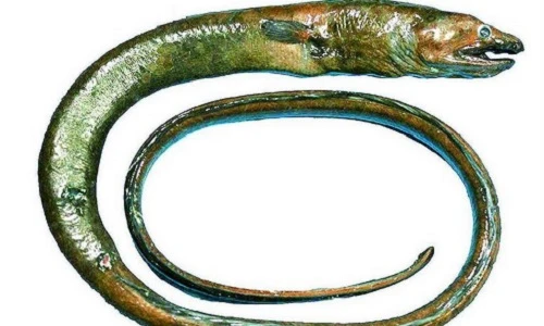 Tận mặt những động vật dị như sinh vật ngoài hành tinh