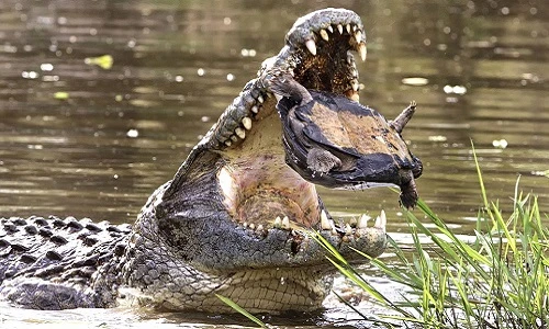 Gay cấn cảnh rùa vùng vẫy trong miệng cá sấu 
