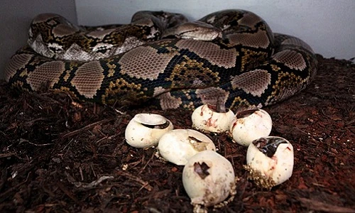 Hôn nhân có hậu của nàng trăn khổng lồ với chàng tí hon