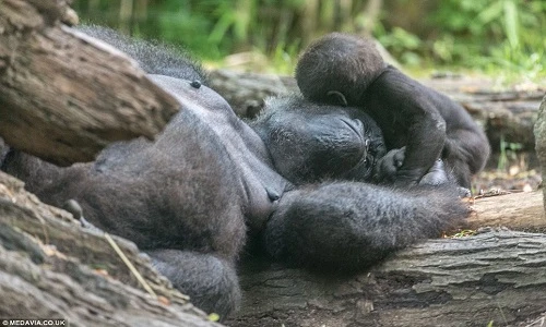 Khỉ mẹ ngáy như sấm, khỉ con vật vã đánh thức