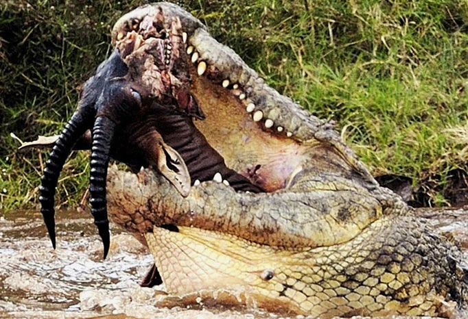 Cận cảnh cú đớp chết chóc của cá sấu khủng (9) 