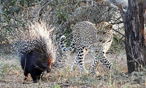 Báo đốm bị lông nhím chọc sưng mồm vì tham ăn