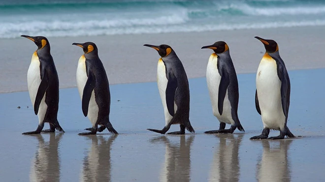 Động vật kỳ quặc: "Thiên hạ đệ nhất" bắn tỉa... phân