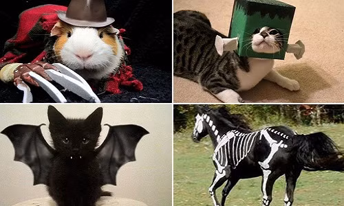 Bật cười với ảnh động vật trong tạo hình Halloween