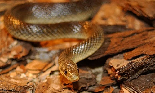 Rắn thần y - biểu tượng y tế sống ở Ba Lan